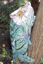 parsoni