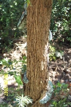 parsoni