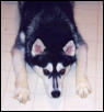 Tasha