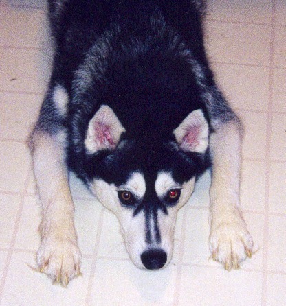 Tasha