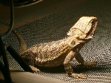 Puff the Little Dragon