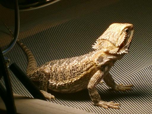 Puff the Little Dragon