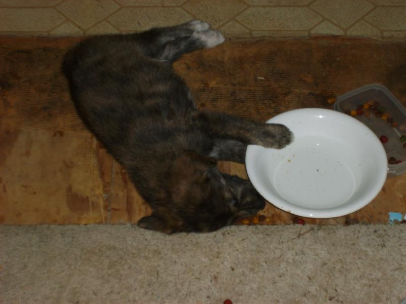 Frizzbee Dog at 6 weeks