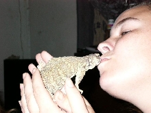 Lizard Kisses