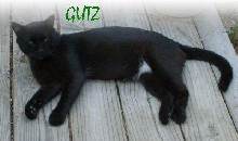 GUTZ