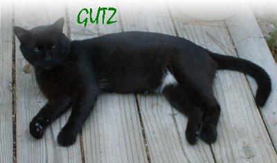 GUTZ