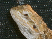 A Close-up shot of Puff