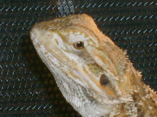A Close-up shot of Puff