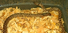 Pair of Night Snakes