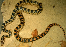 Faust Great Basin Gopher