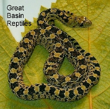 Green Great Basin Gopher