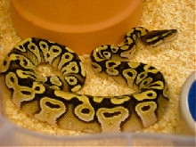 Our Female Mojave