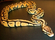 Our Female Pastel
