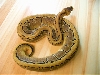 Our Female Pinstripe