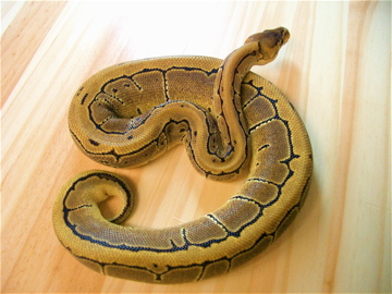Our Female Pinstripe