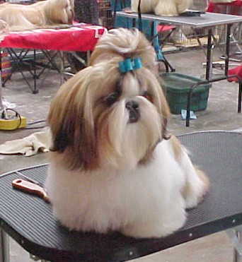 At a show