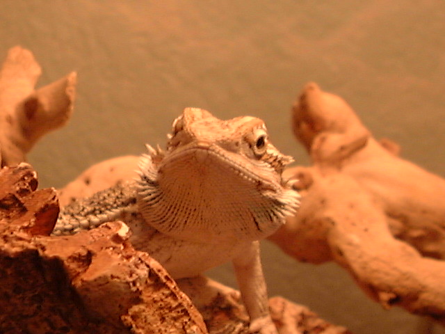 THE DRAGON