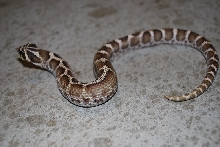 Hognose