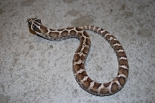 Hognose