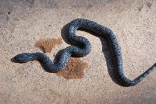 speckled west alpine