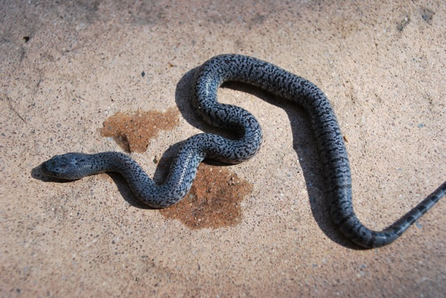 speckled west alpine
