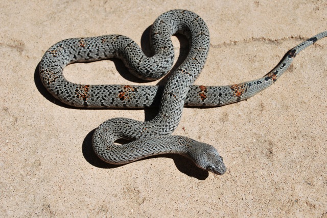 2010 west alpine female Speckled