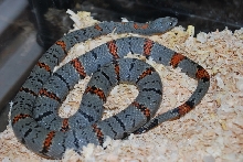adult west alpine f2