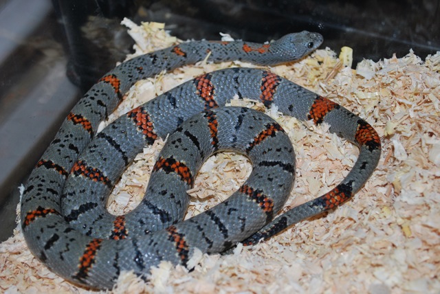 adult west alpine f2