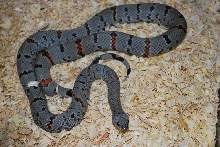 Adult west alpine f2