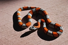 277 male