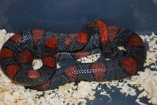 Christmas dark female