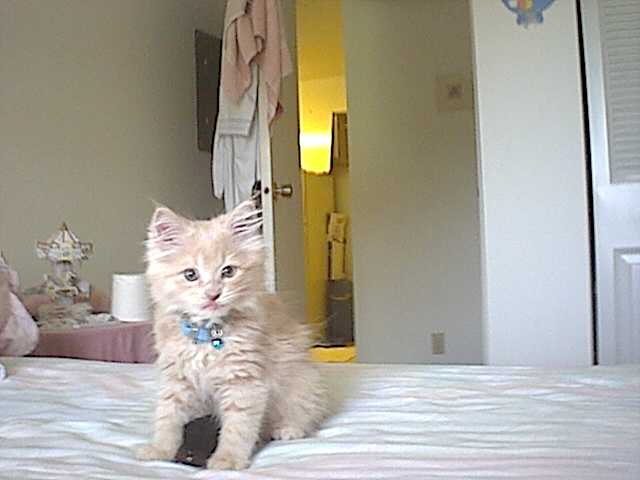 Bobby at 2 1/2 months