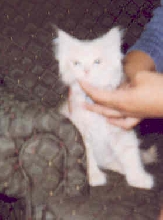 Bobo as a babykit