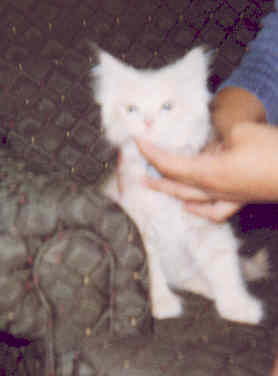 Bobo as a babykit