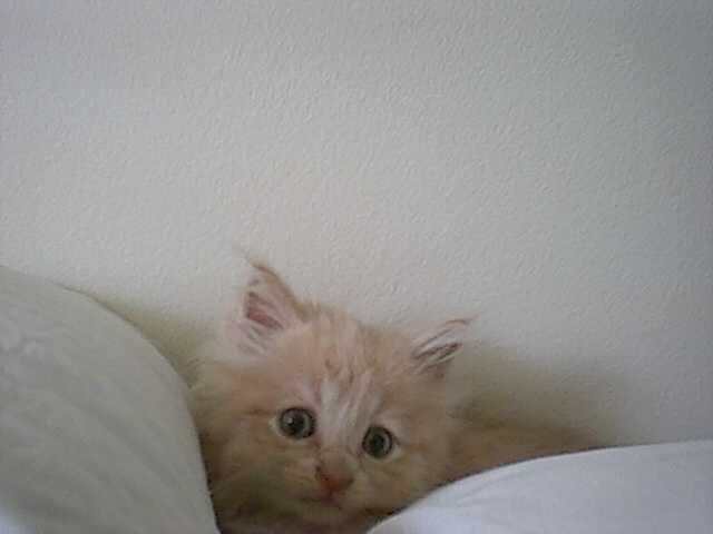 First Pic of Bob