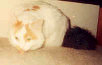 Daisynumnums