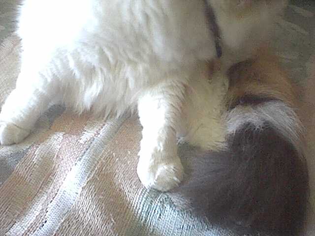 Alterna will luff me...