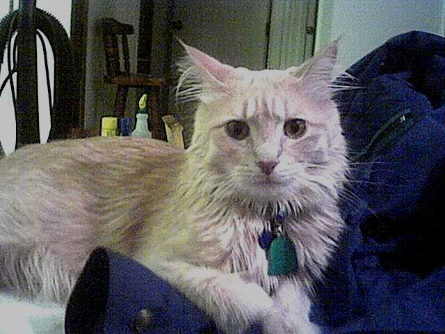 Bobo heartbreaker