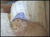 Bobo with a bloo hat