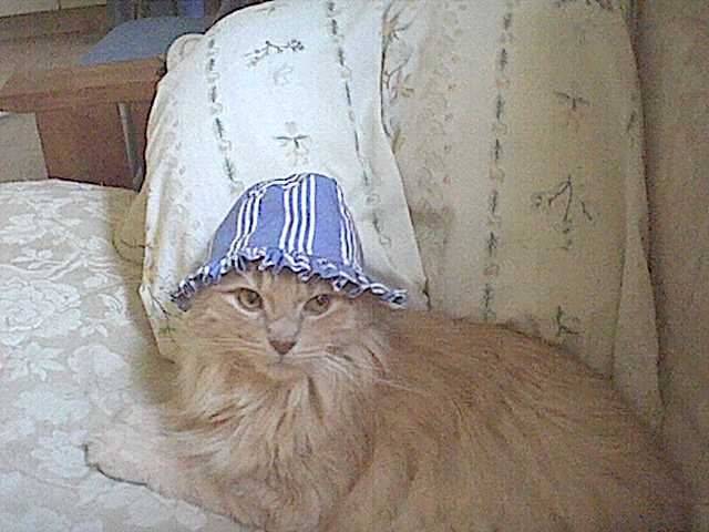 Bobo with a bloo hat