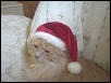 Early Christmas