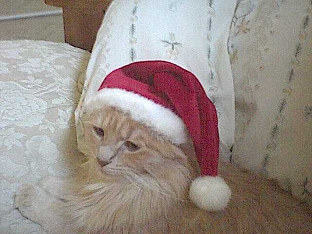 Early Christmas