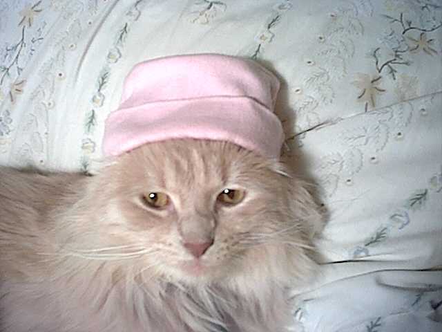 bobo in a pinkie hat