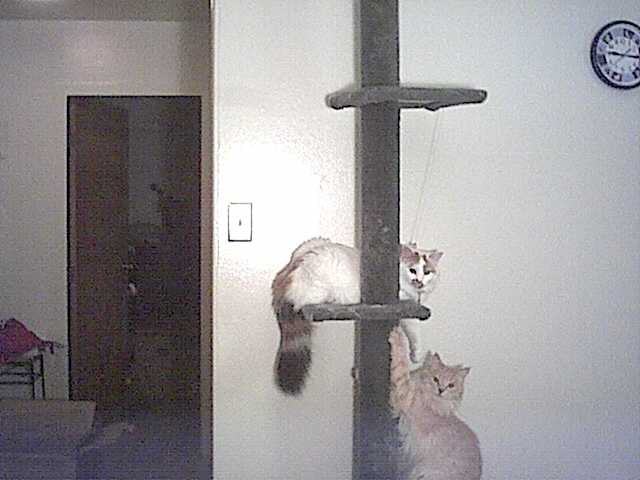 The kits on the cat tree