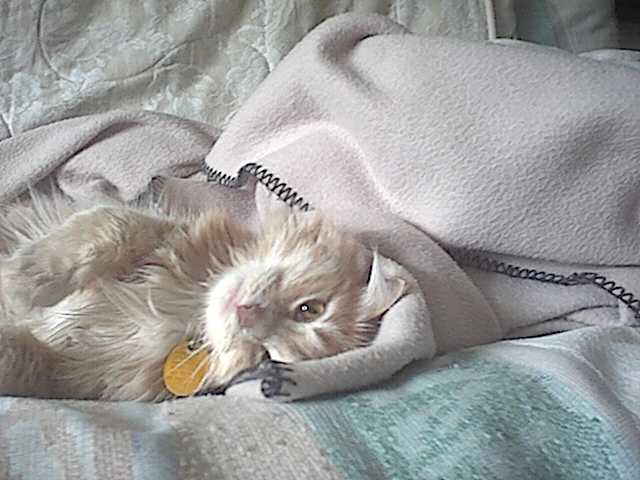 LazyBob