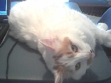 Daisy