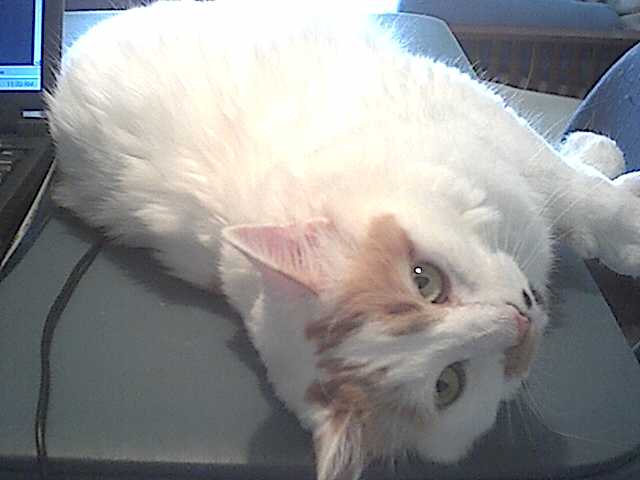 Daisy
