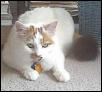 Pretty Daisy