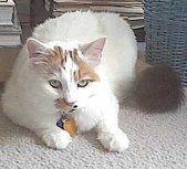 Pretty Daisy