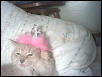 Queen Bobo I relaxed